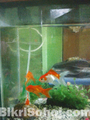 ফিস একুরিয়াম